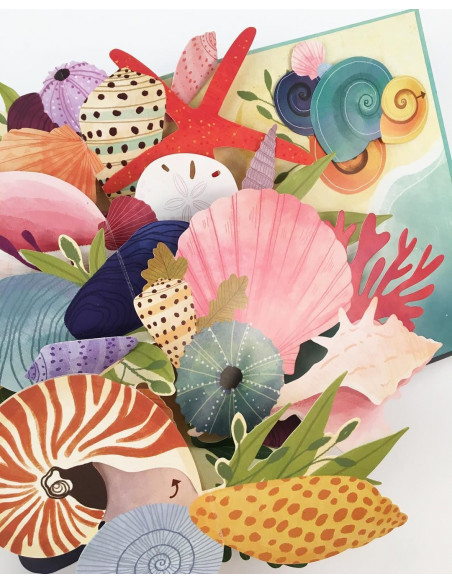 Shells : A Pop-up Book of Wonder