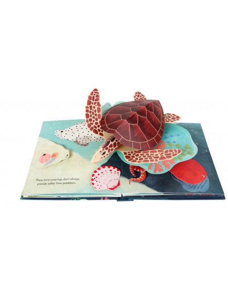 Shells : A Pop-up Book of Wonder