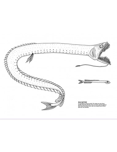 Under Water Activity Book