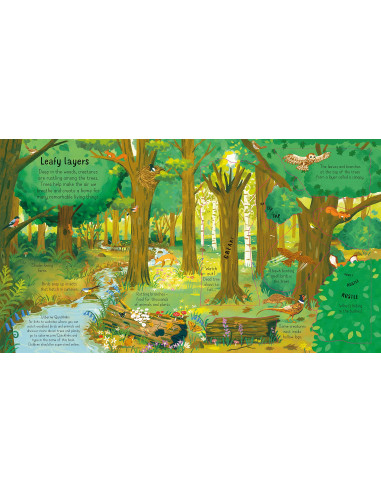 Look Inside the Woods