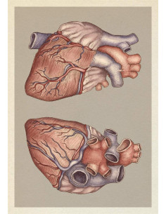 Anatomicum Postcard Box 2