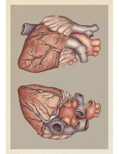Anatomicum Postcard Box